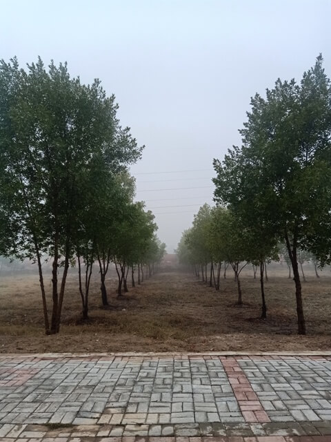 Tree line in foggy weather 