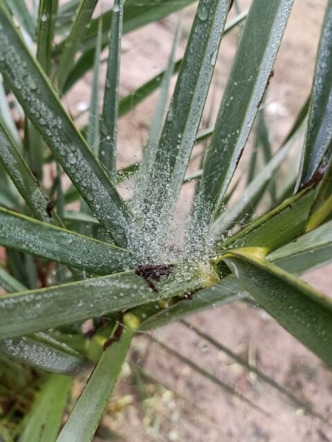 Date tree with spider web and dewdrops 