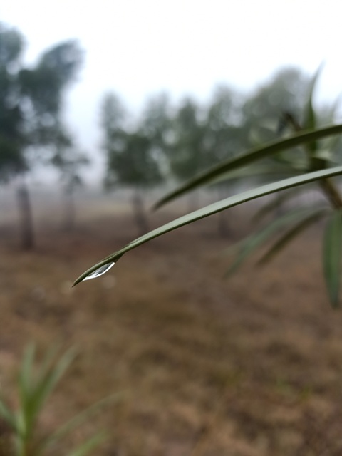 Dewdrop and a leaf 