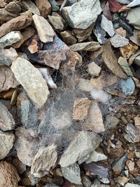 Ground spider webs with dew drops