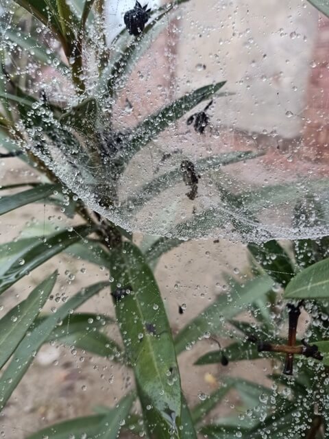 Plant leaves with spider web and dewdrops 