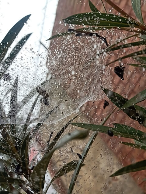 Beautiful view of a spider web with dewdrops 