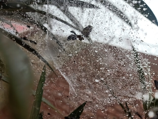 Ventral view of a spider web with dewdrops 