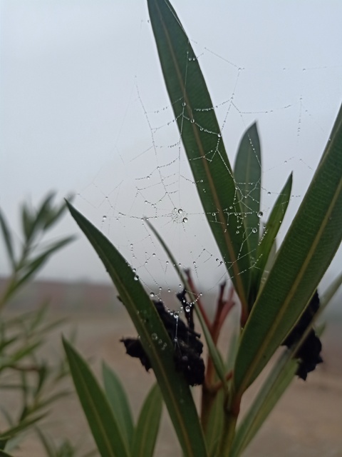 Beautiful spider web with dewdrop beads 