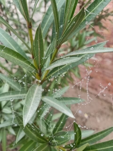 A plant with dewdrop containing spiderweb 