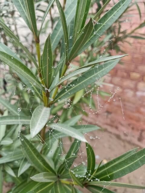 A plant with spider web and dewdrops 