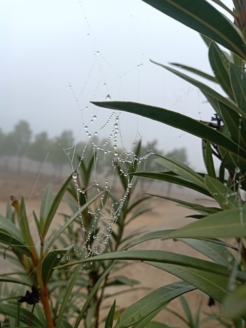 A plant with a spider web and dewdrops 