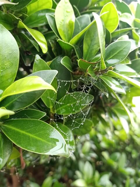 Winter morning dew on a spider web and plant 