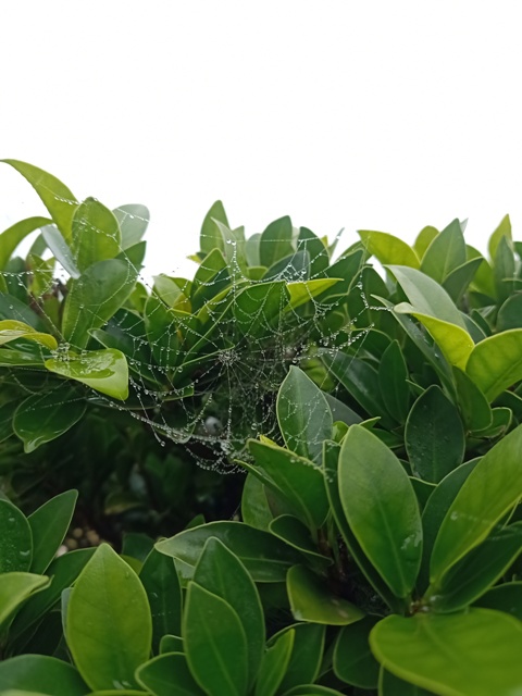 A plant with a beautiful spider web 