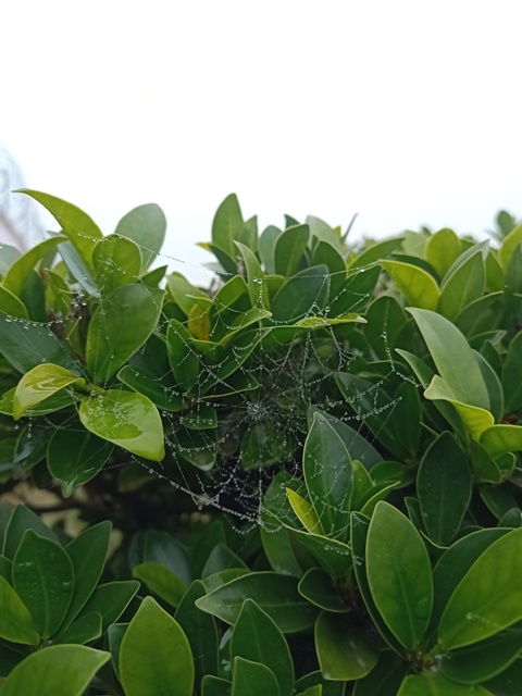 Spider web on a plant 