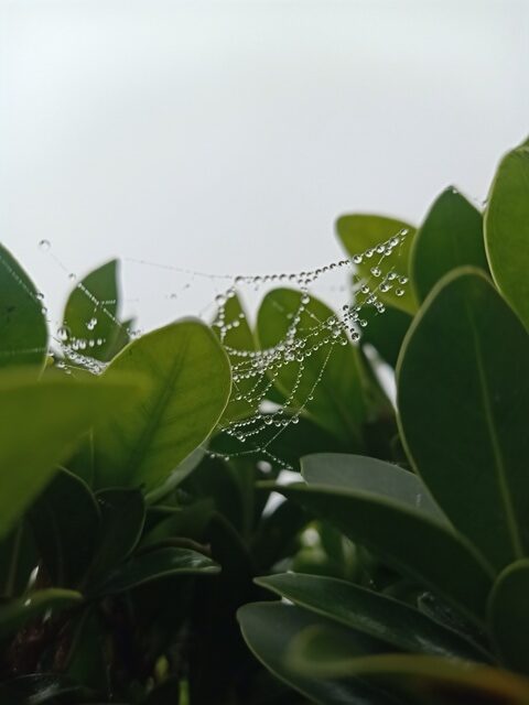 A plant with a spider web and dewdrops 