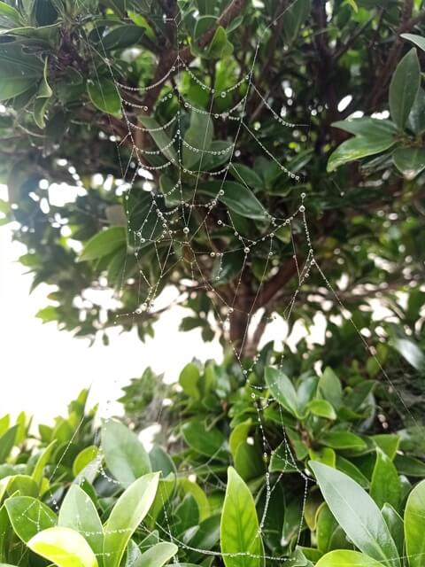 A plant with beautiful spider web 