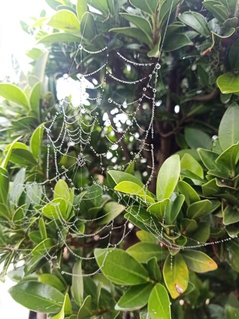 Attractive spider web and a plant 