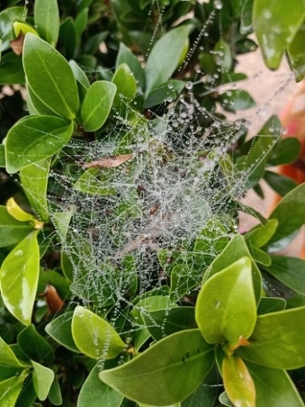 Intricate pattern of a spider web on a plant