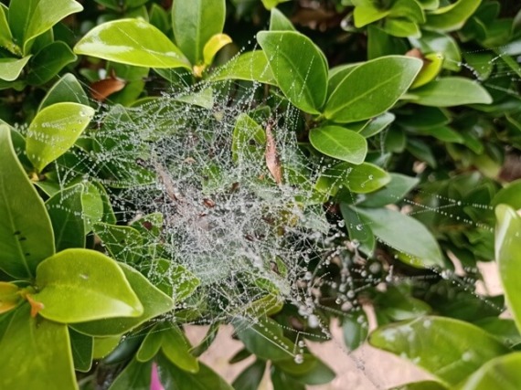 Intricate pattern of a spider web