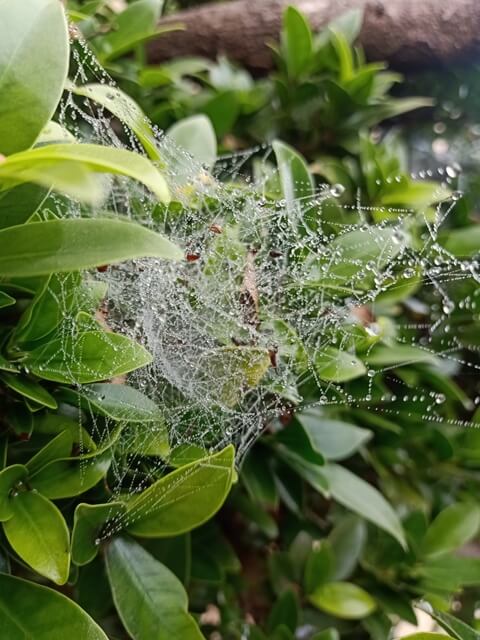 A spider web on a plant with dewdrops 