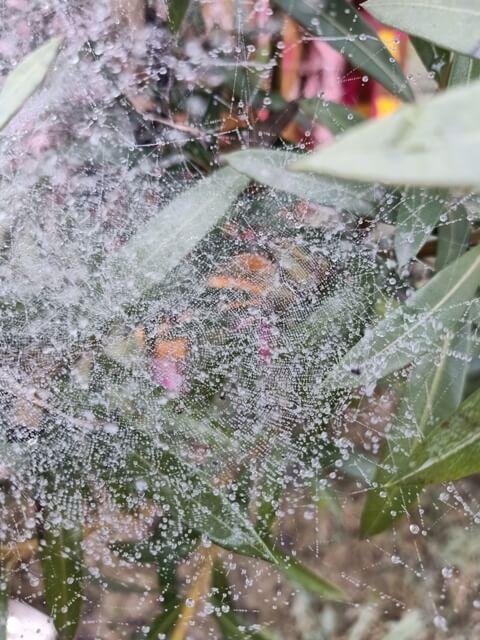 Dewdrops on a spider web 