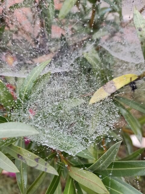 Plant leaves with spider webs