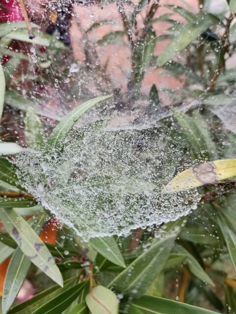 A plant with attractive dewdrops