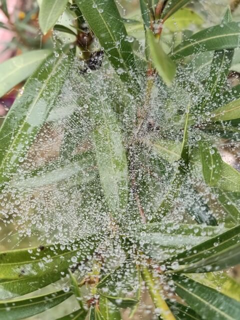 Morning dew on a spider web