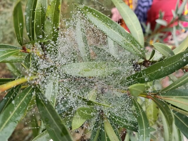 Plant leaves with a spider web and dew