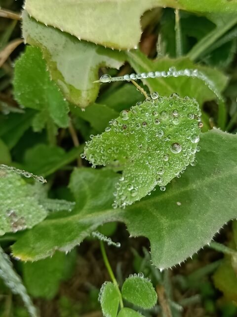 Dew on daisy plant leaf 