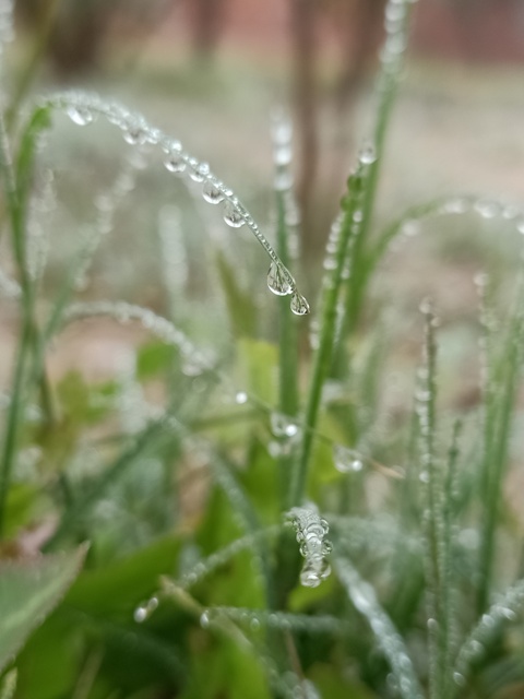 Dewdrops on grass blades 
