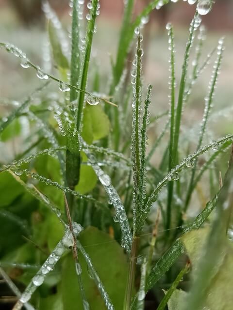 Water drops on grass leaves 