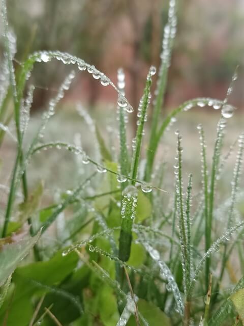 Water drops on grass blades 