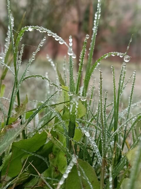 Attractive dew on grass 