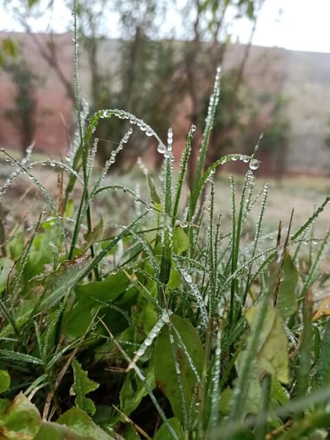 Dewdrops on grass leaves 