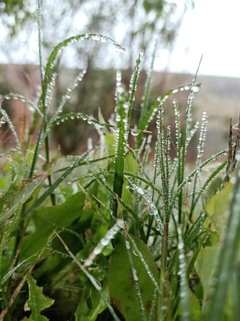 Morning dew on grass 