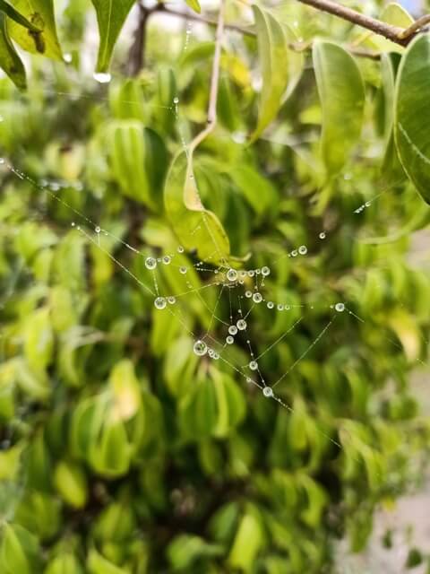 Beads of dew on a spider web