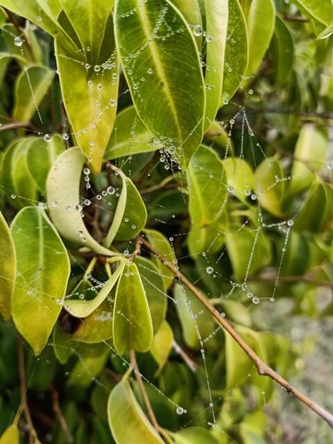 A plant with dewdrops