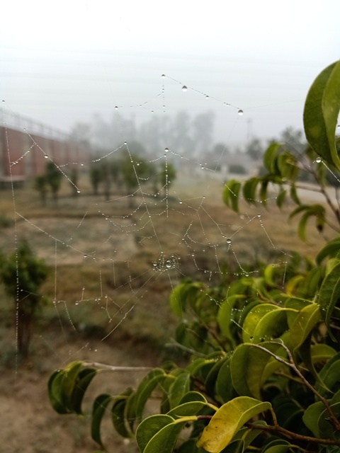 Beautiful spider web in a foggy morning