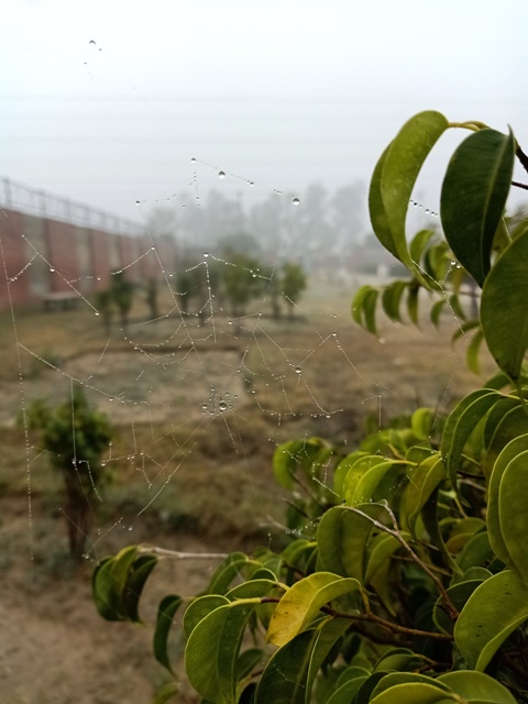 Winter morning with dewdrops and a spider web