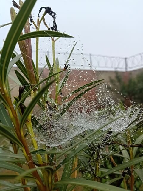 A garden plant with a spider web and dewdrops