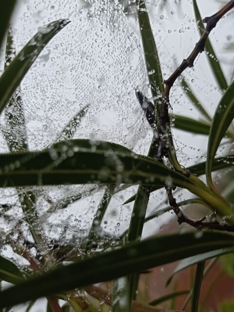 Ventral view of a spider web with attractive dewdrops