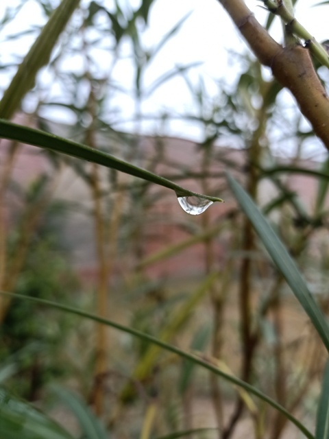 Leaf with a dewdrop