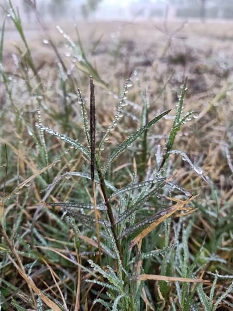 Grass with dew 