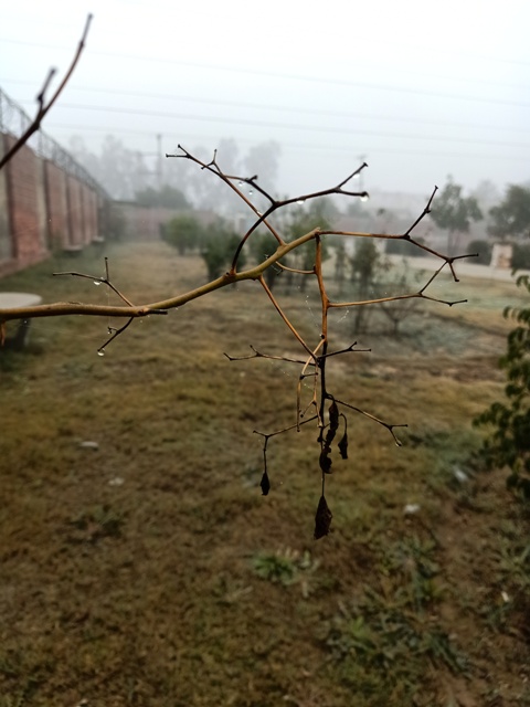 Autumn plant with morning dew 