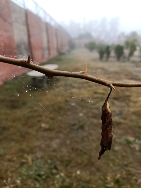 Autumn leaf with dew 