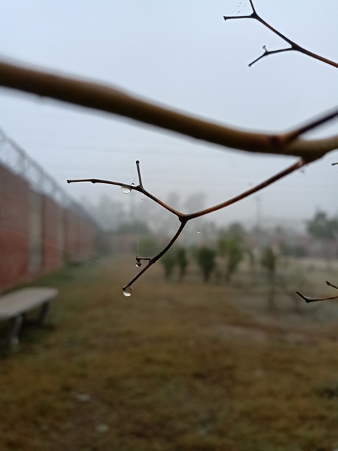 A dewdrop on a leafless branch