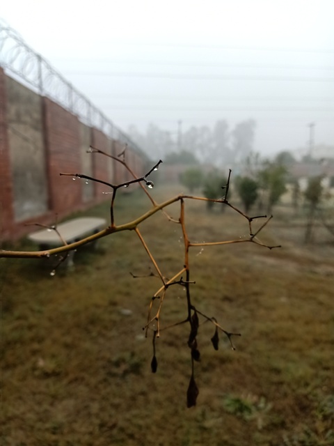 Autumn plant with dewdrops