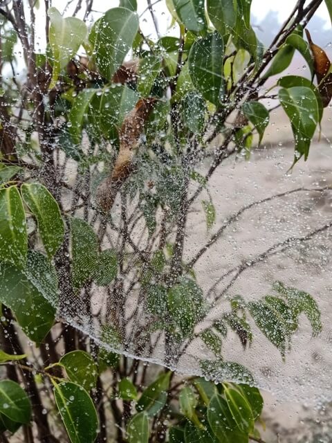 A big spider web on a plant with dewdrops