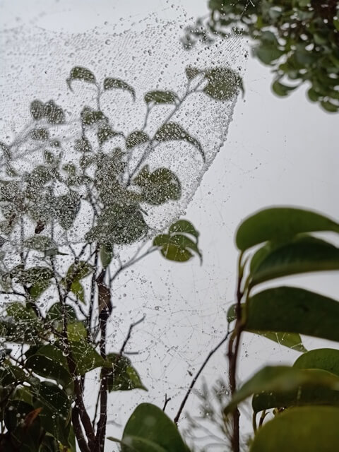 A plant with spider web containing dew