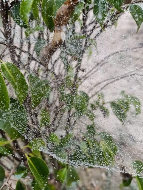 Beautiful pattern of a spider web with dewdrops