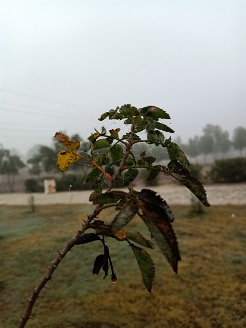 Rose plant in autumn with dew 