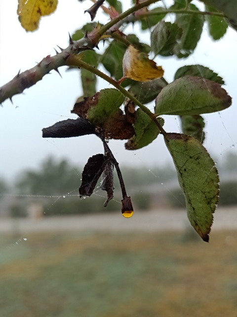 Rose plant in winter 