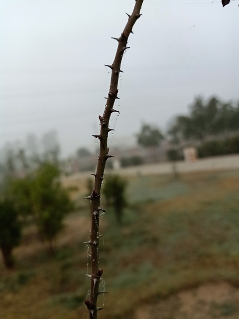 Rose plant stem with dewdrops